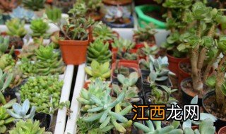 绿植放什么招财 绿植招财吗