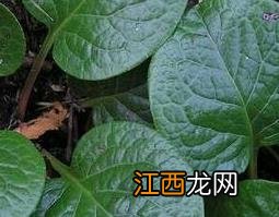 鹿含草的功效与作用及禁忌