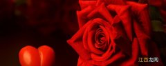 厄瓜多尔黑玫瑰是染色的吗 厄瓜多尔黑玫瑰是染色的吗图片