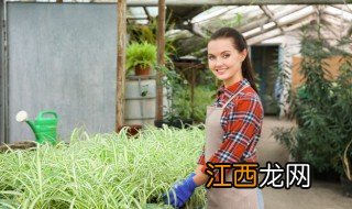 服装直播间放什么绿植招财 服装直播间放什么绿植招财呢