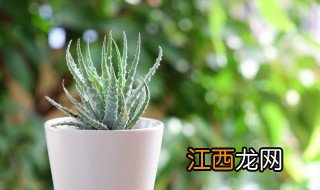 店面绿植放什么招财 店里放什么绿植招财