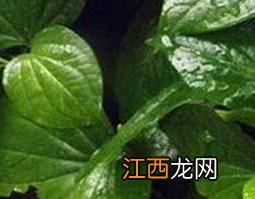 芦子的功效与作用 芦子的药用价值