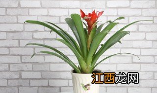 家里绿植怎样摆放招财 家中绿植放什么招财