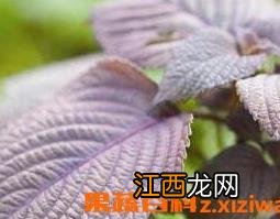 紫苏泡水喝有什么功效与作用