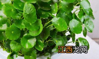 博物馆里放什么绿植招财 博物馆里放什么绿植招财辟邪