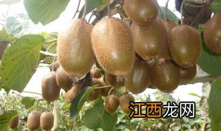 猕猴桃产地哪里的最好吃 猕猴桃产地哪里的最好