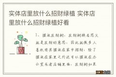 实体店里放什么招财绿植 实体店里放什么招财绿植好看