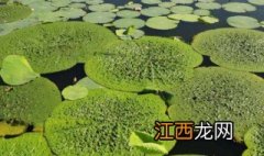 芡实种植技术与栽培管理 芡实种植技术