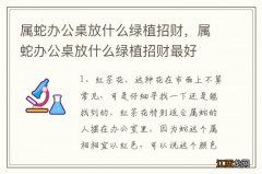 属蛇办公桌放什么绿植招财，属蛇办公桌放什么绿植招财最好