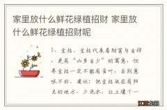 家里放什么鲜花绿植招财 家里放什么鲜花绿植招财呢