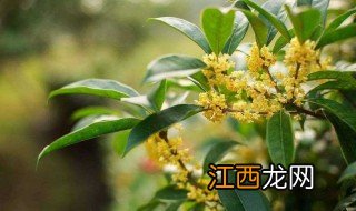 桂花怎么样用糖腌不变色呢 桂花怎么样用糖腌不变色