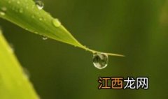 白露是几月几号