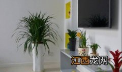 客厅放几盆绿植最好风水 客厅放几盆绿植最好