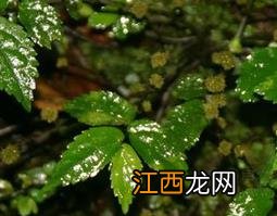 山椒草图片 中药山椒草的功效与作用