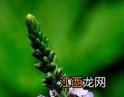 青蒿是什么 中药青蒿的功效和食用方法