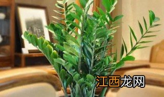 家里摆放什么绿植招财 什么绿植放家里招财