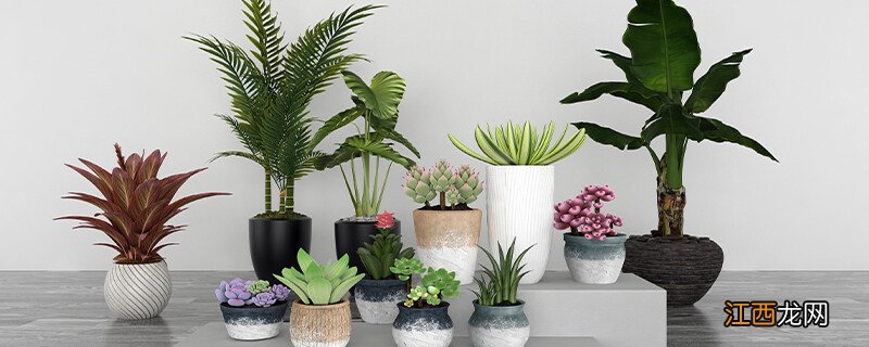 巴西木多久开花 巴西木多久开花一次