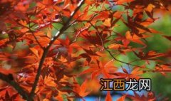 京都看红叶最佳地点 京都看红叶的季节和地点