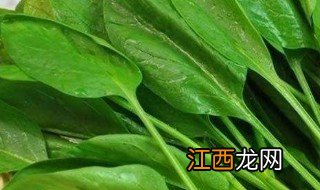 菠菜什么季节种最合适 菠菜什么时间种最好