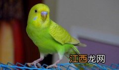 暗色鹦鹉饲养方法视频 暗色鹦鹉饲养方法