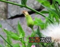 蒲公英和金银花的功效和作用