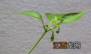 核桃特效植物调节剂有哪些 核桃特效植物调节剂