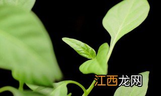 办公桌面放什么绿植招财 办公桌面放什么绿植招财聚财