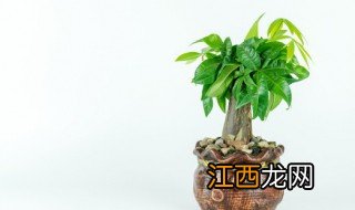 新开的餐厅放什么绿植招财聚财 新开的餐厅放什么绿植招财