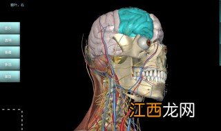 临床医学视频课程视频 人体解剖学教程