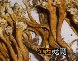 金蝉花的功效和食用方法