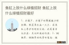 鱼缸上放什么绿植招财 鱼缸上放什么绿植招财最好