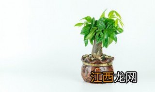 新宅放什么绿植招财 新宅放什么绿植招财最好