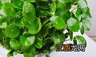 奶茶店放什么绿植招财 奶茶店放什么绿植招财聚财