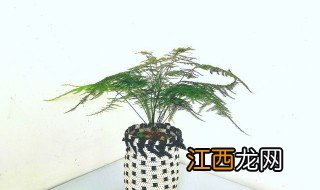 车间放什么绿植招财 工厂放什么植物招财