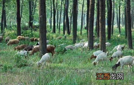 春季绵羊饲养管理技术