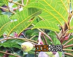 乌榄根的功效与作用