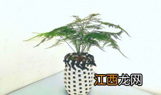 家里大厅放什么植物或花最招财 家里大厅里放什么绿植招财