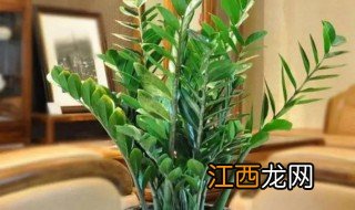 店铺里放什么绿植招财最好 店铺里放什么绿植招财