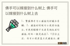 佛手可以嫁接到什么树上 佛手可以嫁接到什么树上去