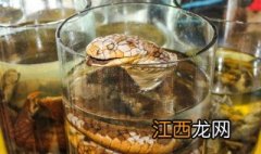 五步蛇酒的功效与作用 五步蛇酒的功效