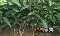 香枹树什么时候结果 香掾树几年结香掾