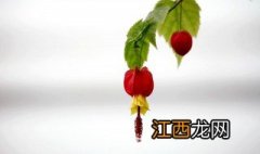 灯笼花怎么修剪 灯笼花如何修剪