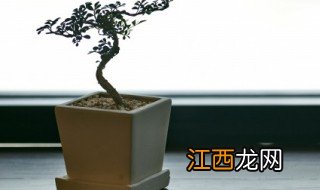 给老板家里放什么绿植招财 给老板家里放什么绿植招财转运