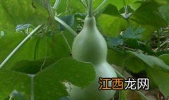 绿葫芦怎么处理才能保存 绿葫芦怎么处理