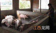 奉贤区农户可以养猪吗现在 奉贤区农户可以养猪吗