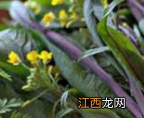 菜苔花有什么营养价值