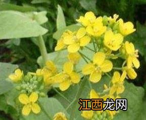 菜苔花有什么营养价值