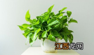 入门口放什么绿植招财 家门口放什么绿植招财