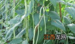 种豆角的方法和技术 种豆角技术和方法