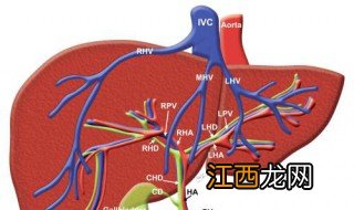 调肝通脉汤配方各味用多少克 调肝通脉汤配方